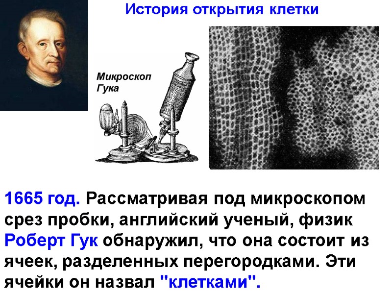 1665 год. Рассматривая под микроскопом срез пробки, английский ученый, физик Роберт Гук обнаружил, что